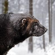 Wolverine / glutton (Gulo gulo) foraging in the snow in spruce forest in winter, native to Scandinavia, western Russia, Siberia, Canada and Alaska. Digital composite